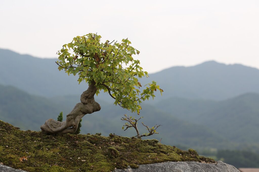 bonsai love park gurye bonsai 2910210